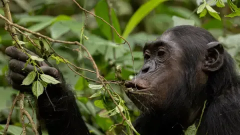 Apes Consuming a Daily Dose of One Lager Daily from Ripe Fruits, Study Finds